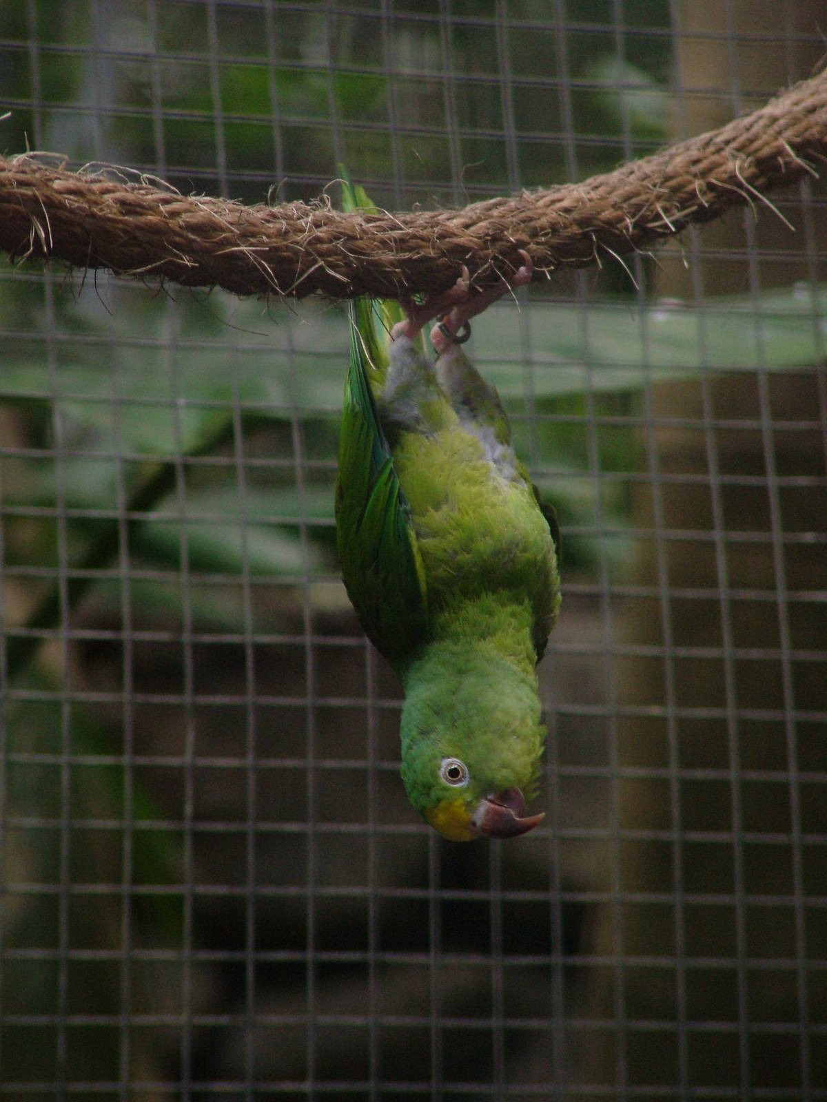 Tui Parakeet at Loro Parque, 08/11/10