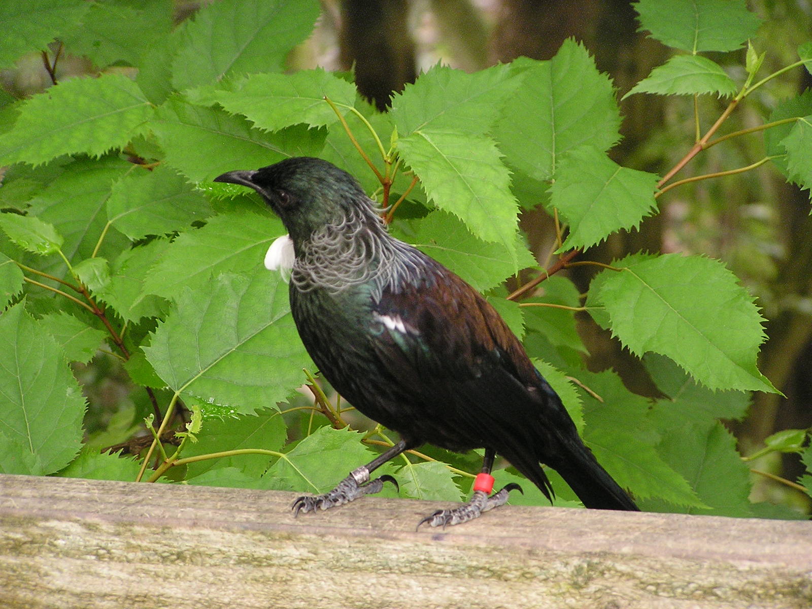 Tui/ Prosthemadera novaeseelandiae