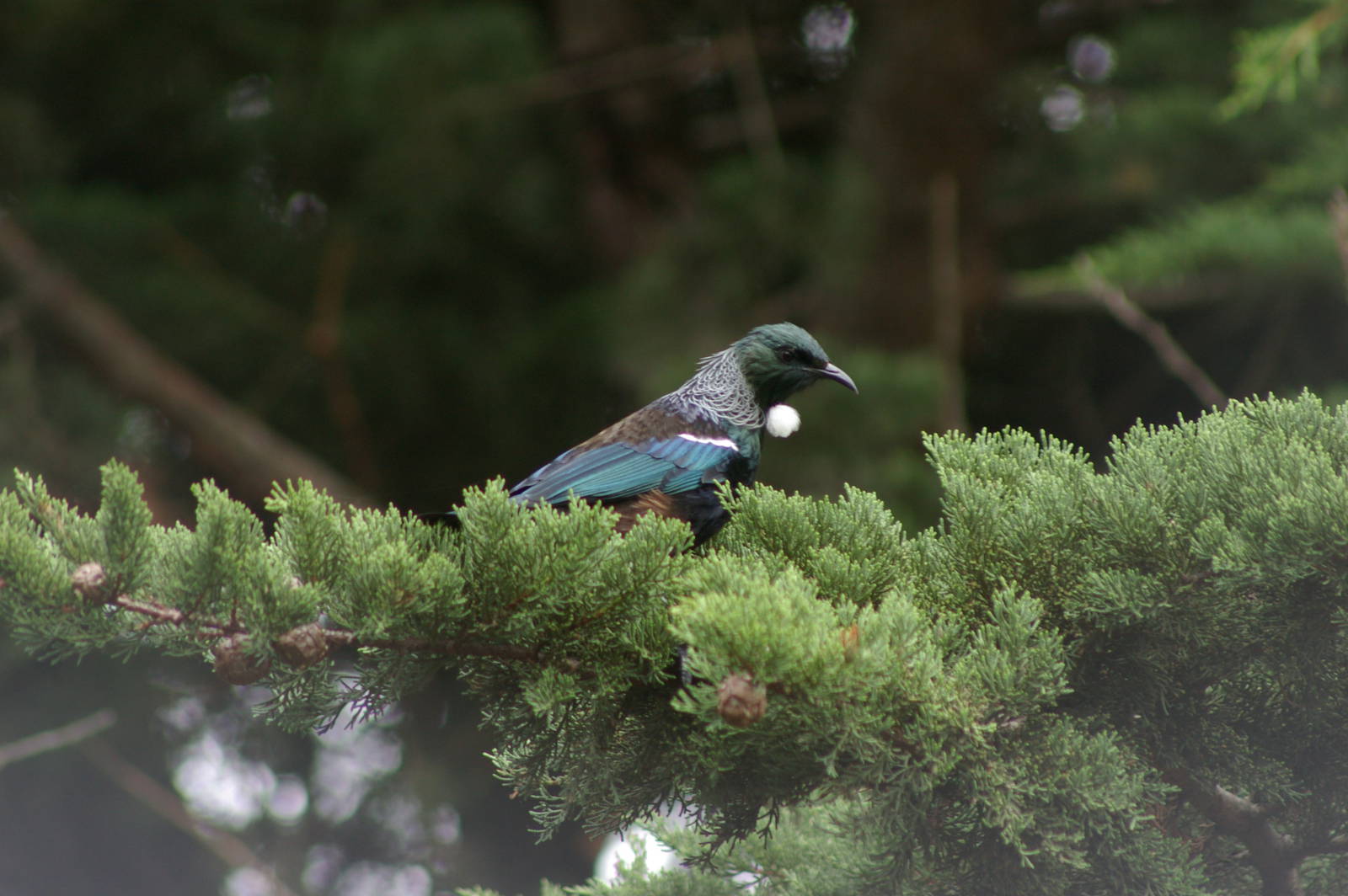 tui (Prosthemadera novaeseelandiae)