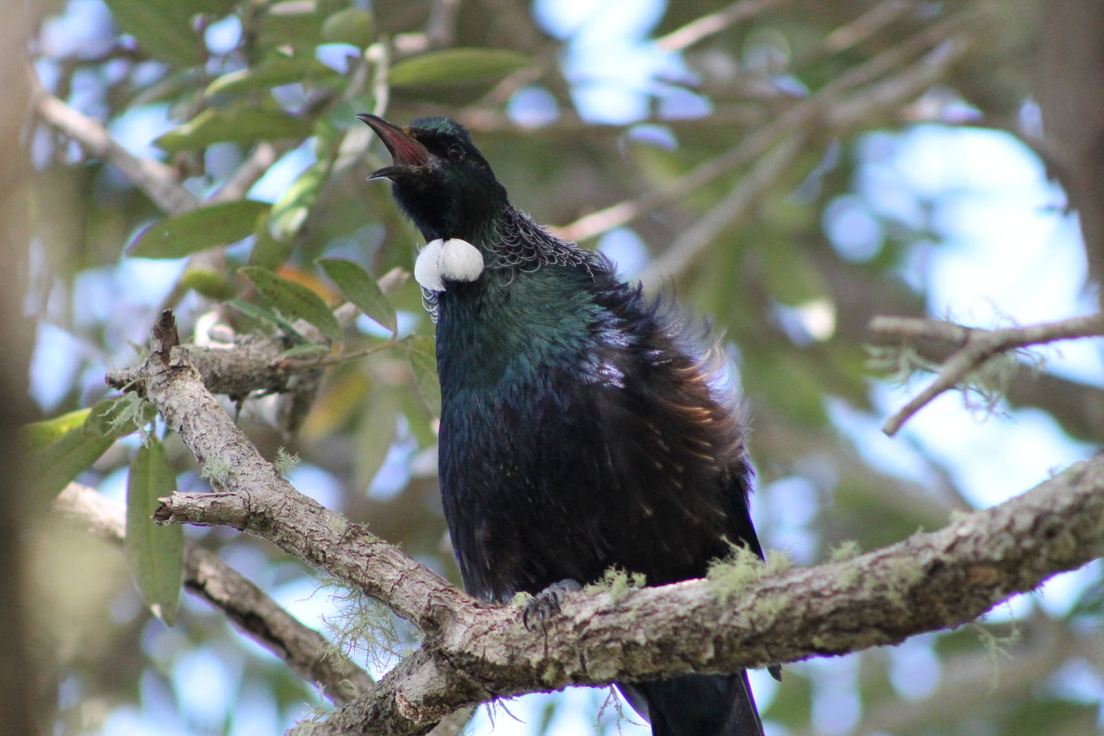 tui (Prosthemadera novaeseelandiae)