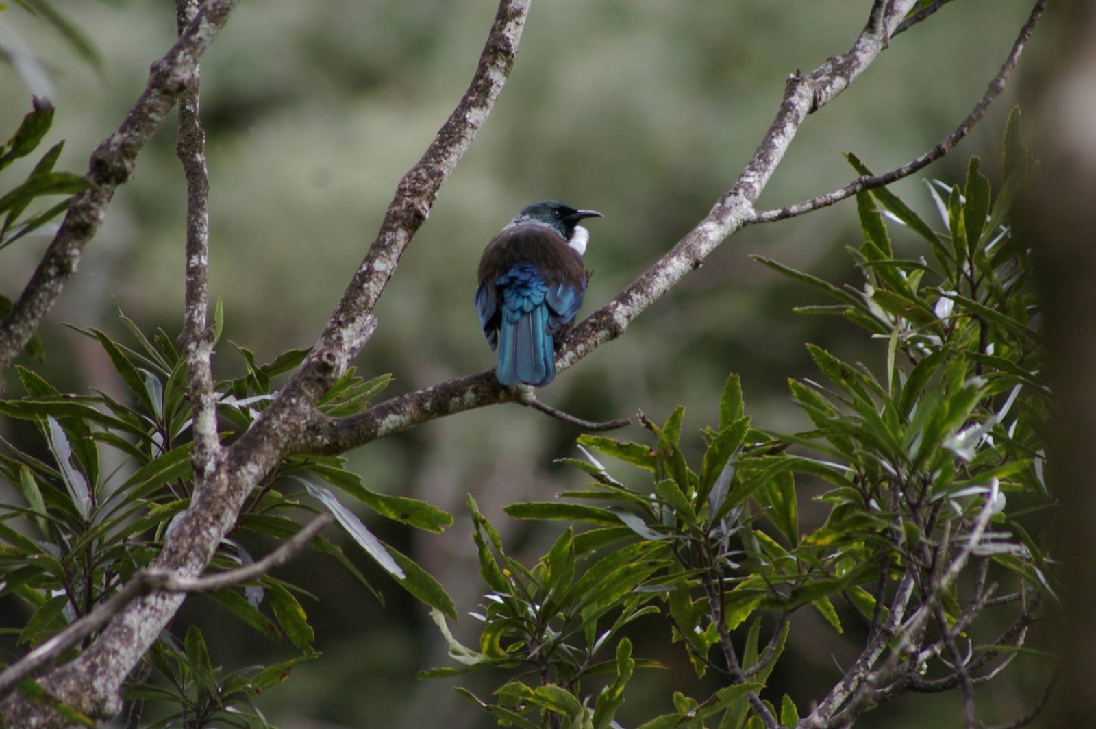 tui (Prosthemadera novaeseelandiae)