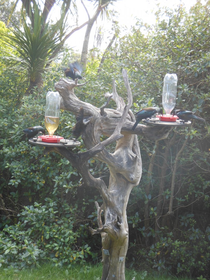 Tui (Prosthemadera novaeseelandiae)