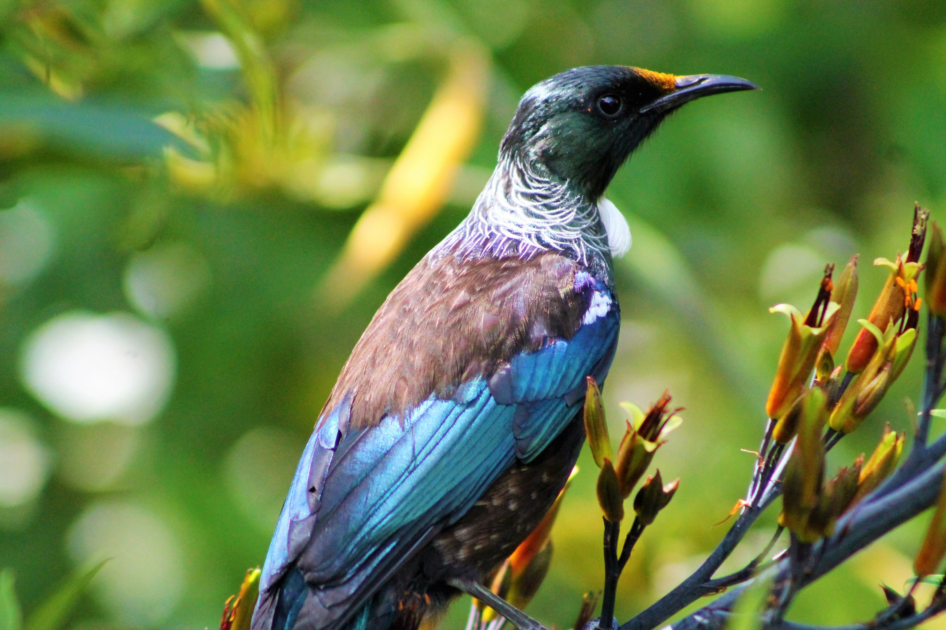 Tui (Prosthemadera novaeseelandiae)