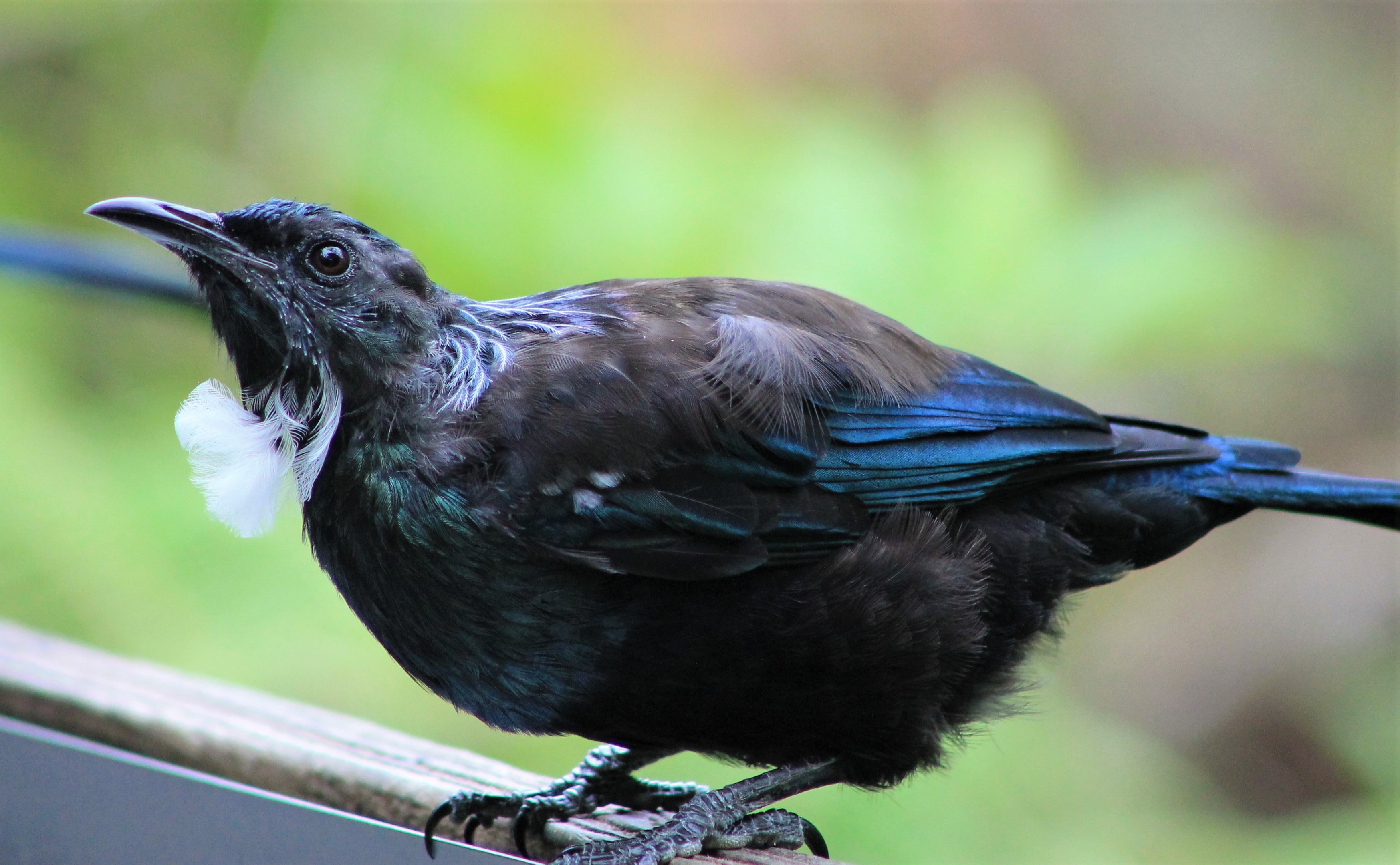 Tui (Prosthemadera novaeseelandiae)