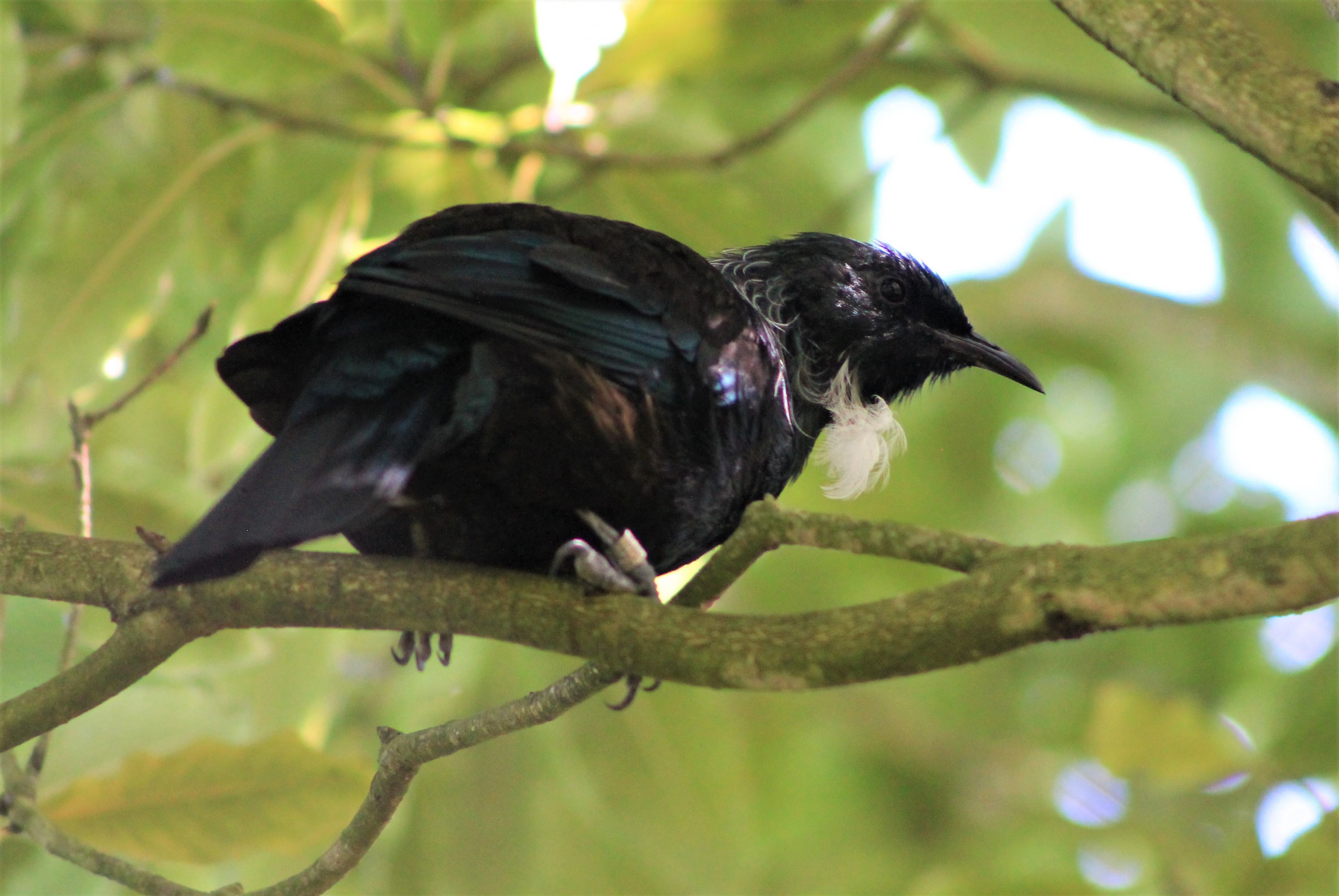 Tui (Prosthemadera novaeseelandiae)