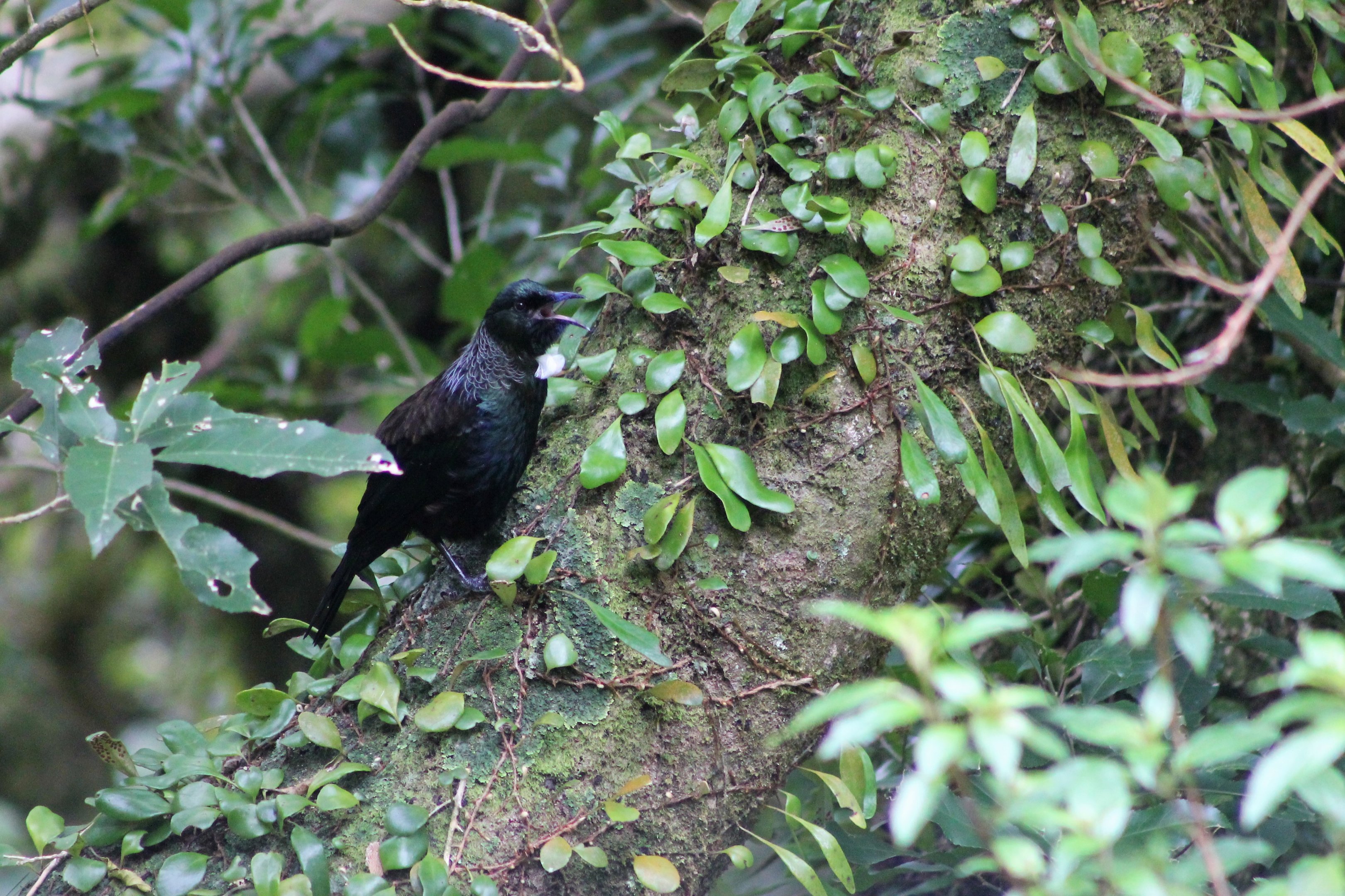 Tui (Prosthemadera novaeseelandiae)