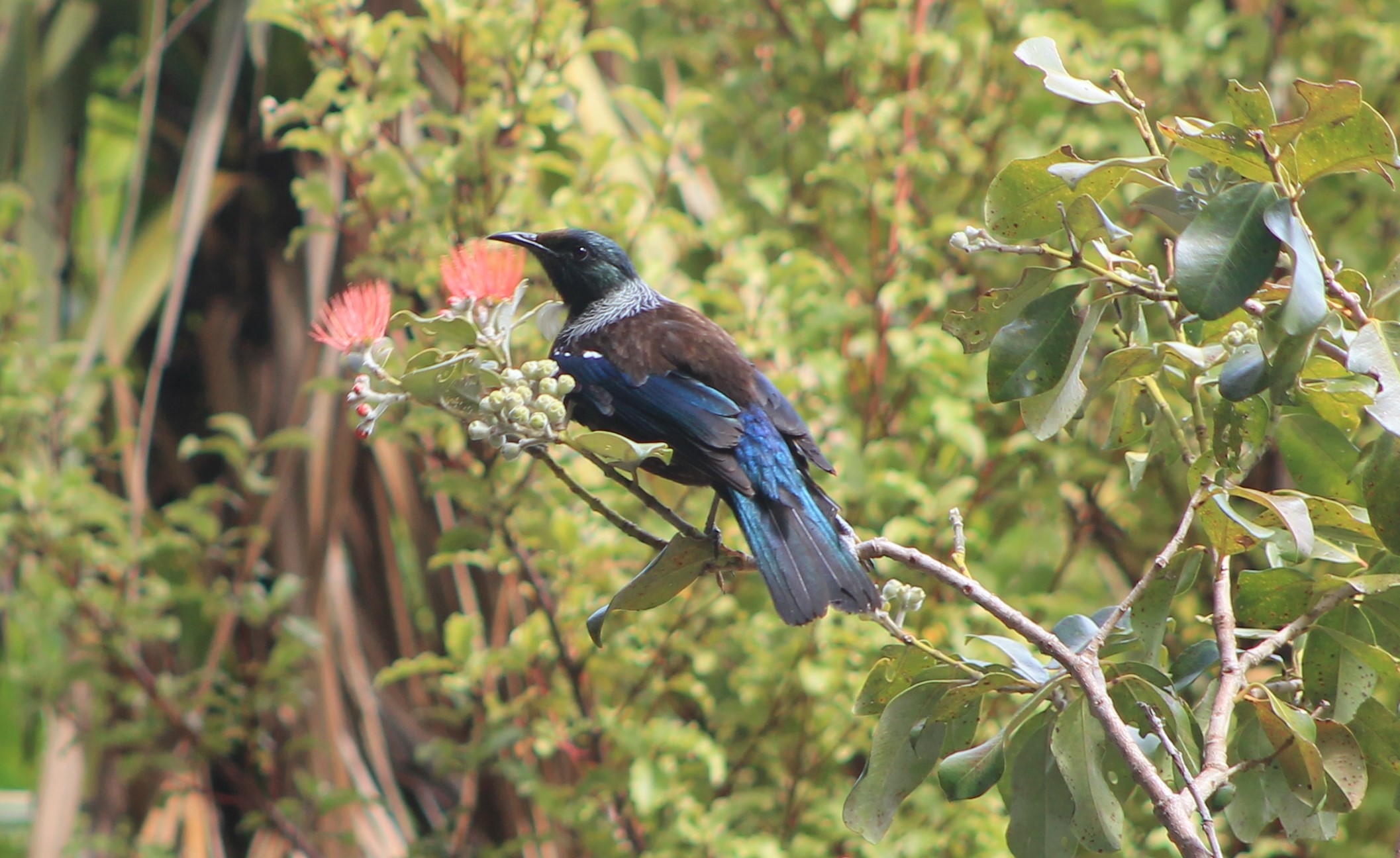 Tui (Prosthemadera novaeseelandiae)