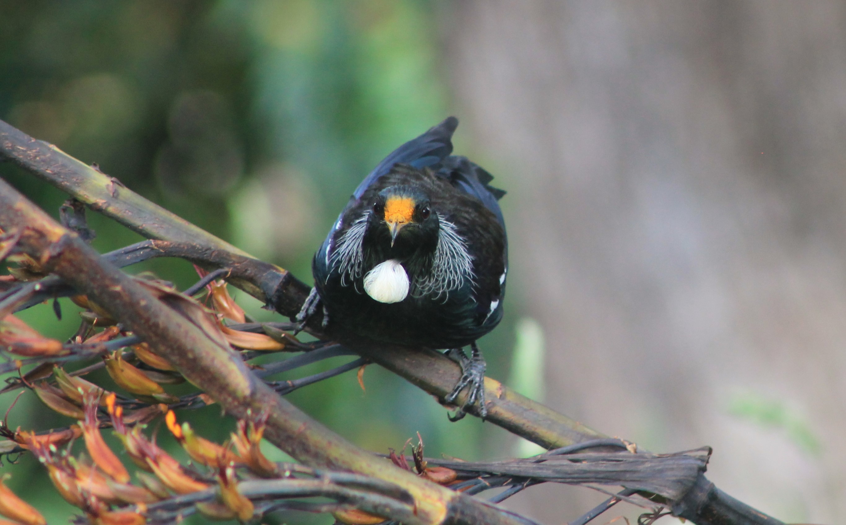 Tui (Prosthemadera novaeseelandiae)