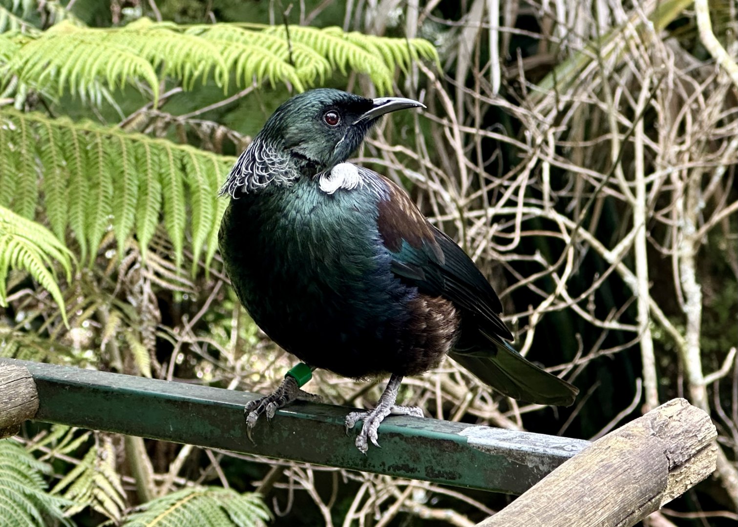 Tūī (Prosthemadera novaeseelandiae)
