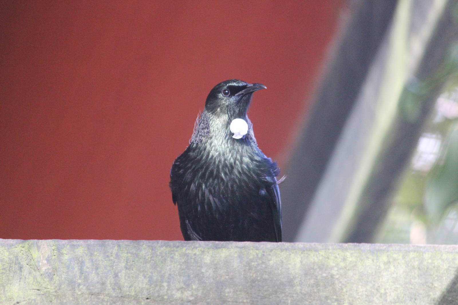 Tui, Rainbow Springs