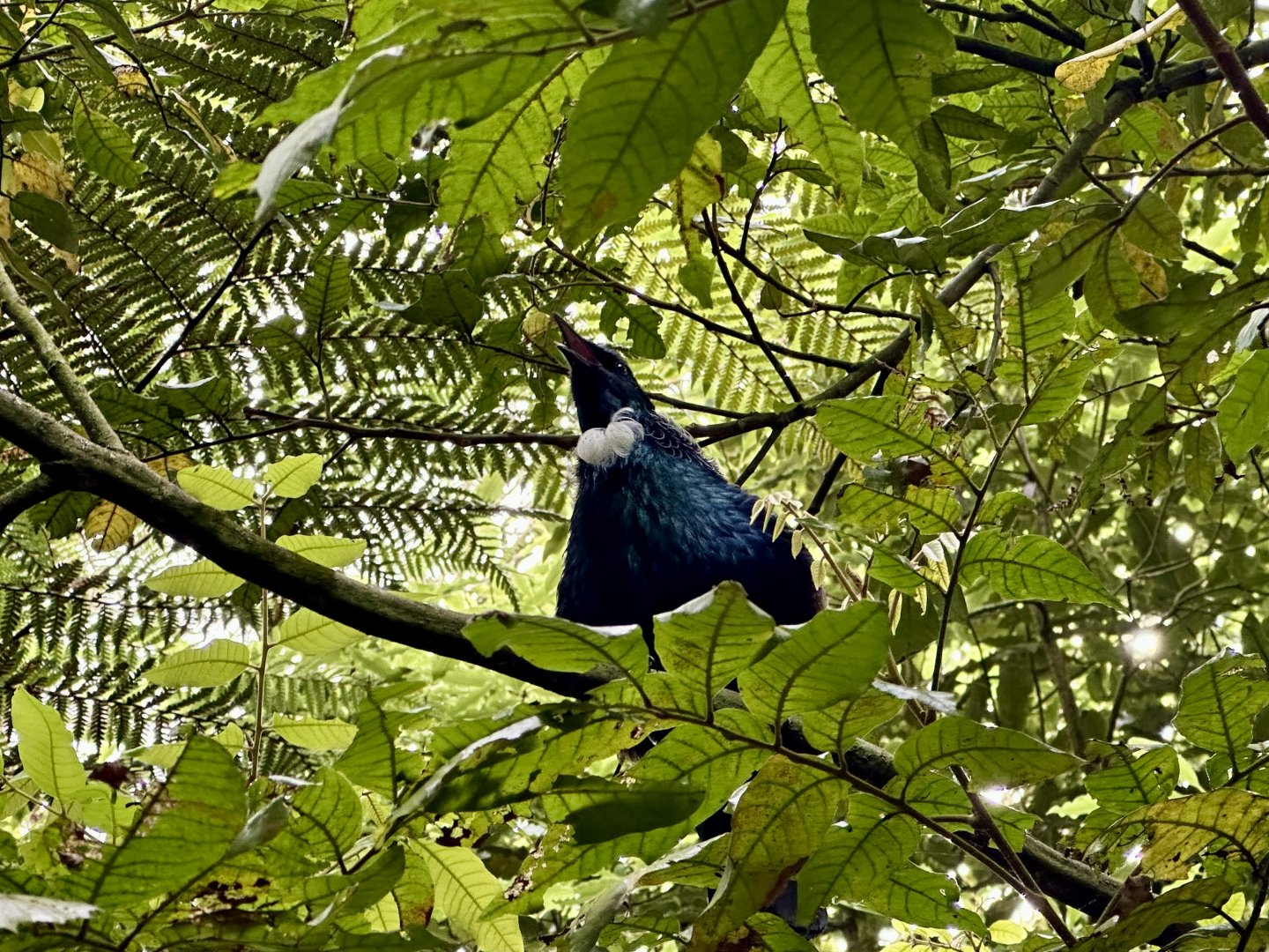 Tūī (Singing)