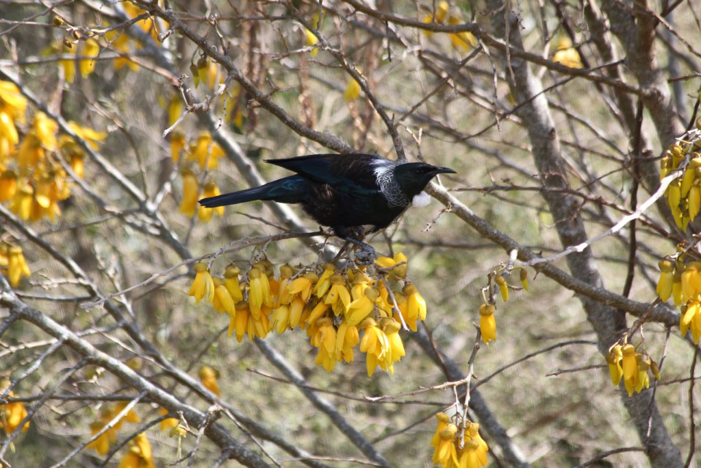 Tui, wild (Prosthemadera novaeseelandiae)