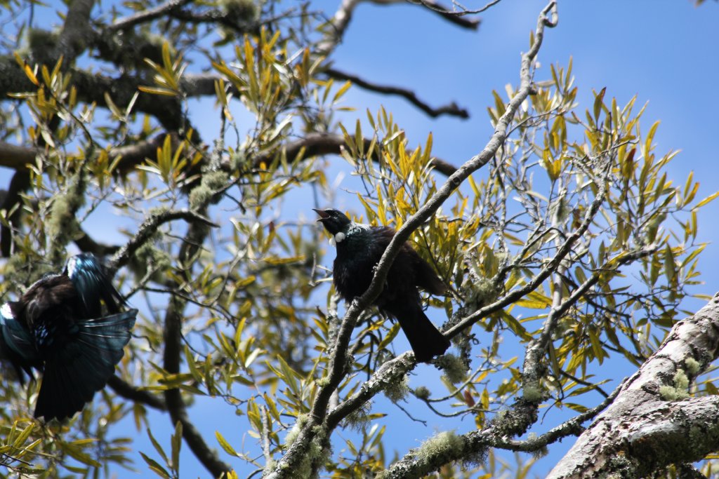 Tui, wild (Prosthemadera novaeseelandiae)
