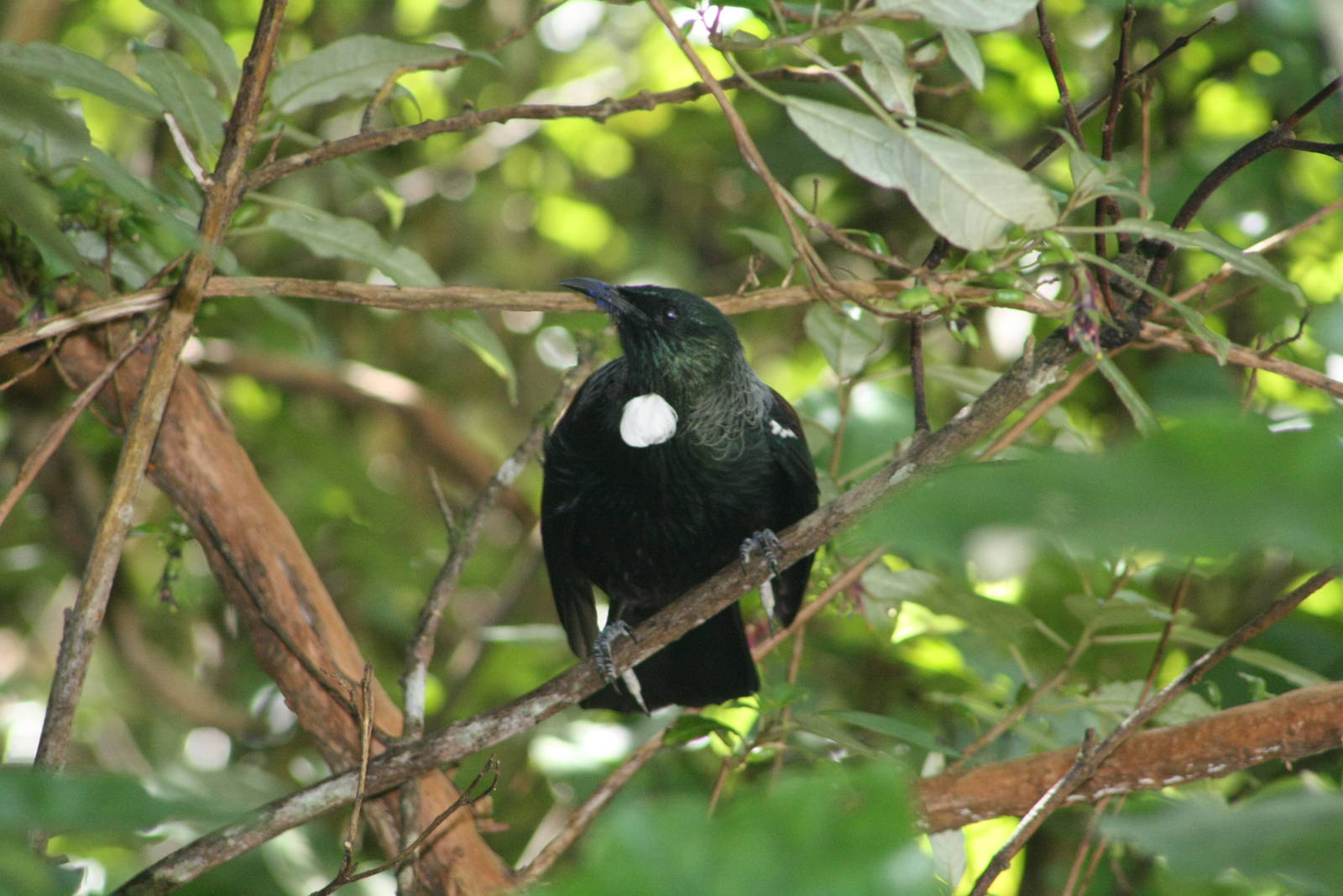 Tui