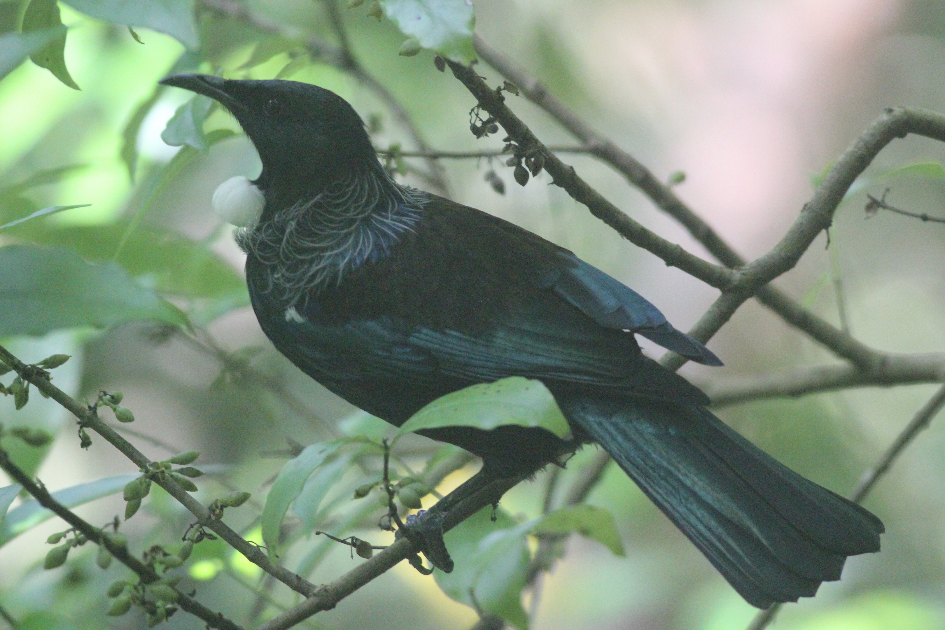 Tūī