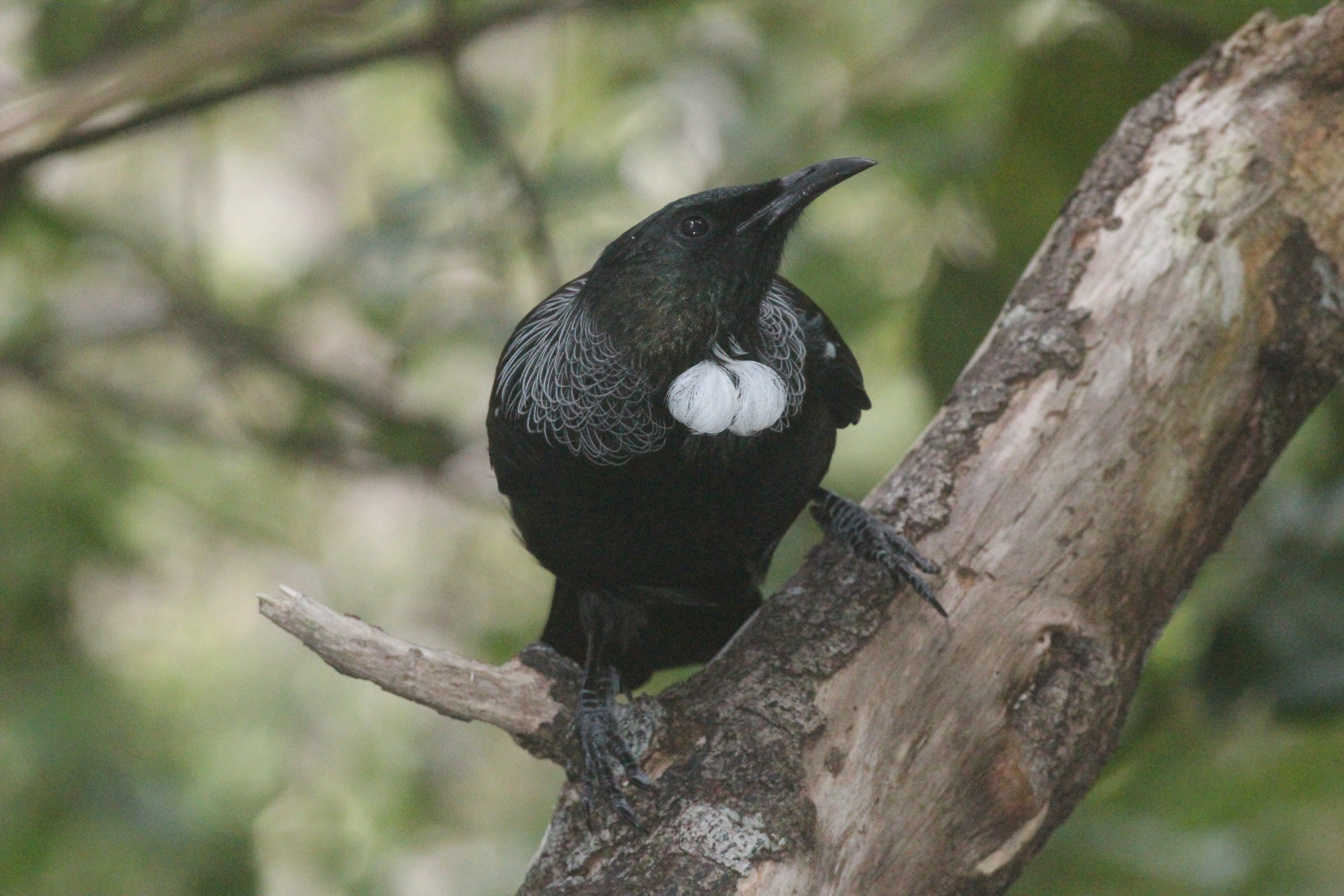 Tūī