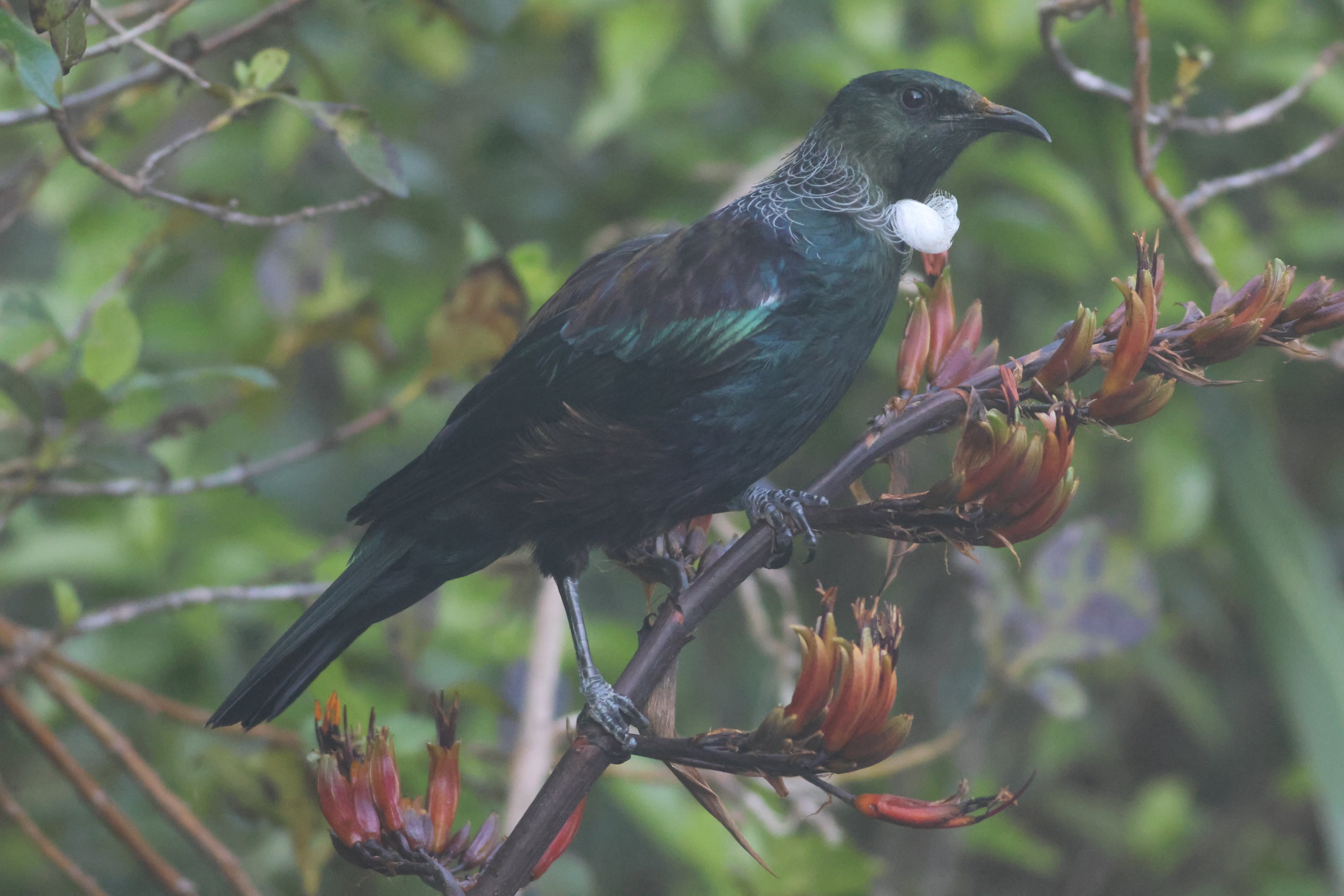 Tūī