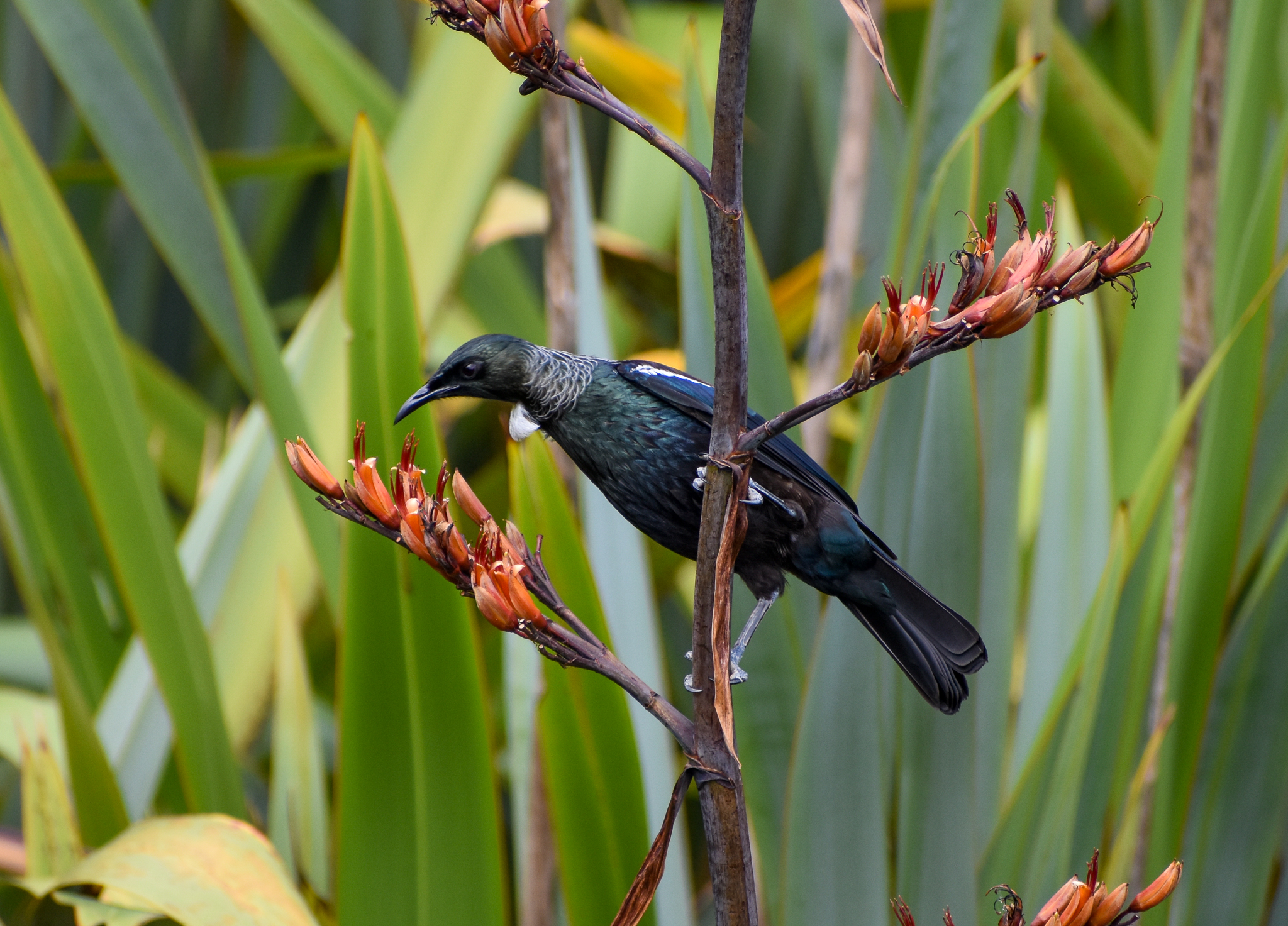 Tui
