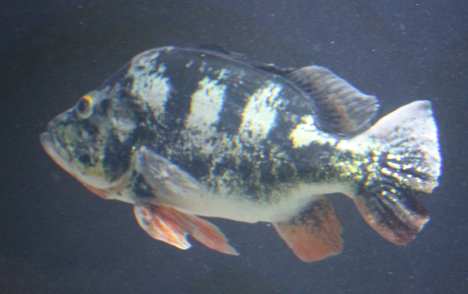 Tukunare peacock bass