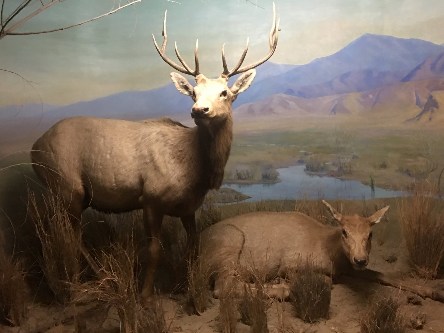 Tule elk (Cervus canadensis nannodes)