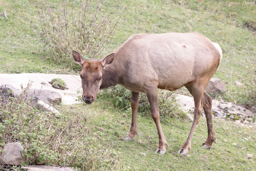 Tule Elk (Cervus elaphus nannodes)