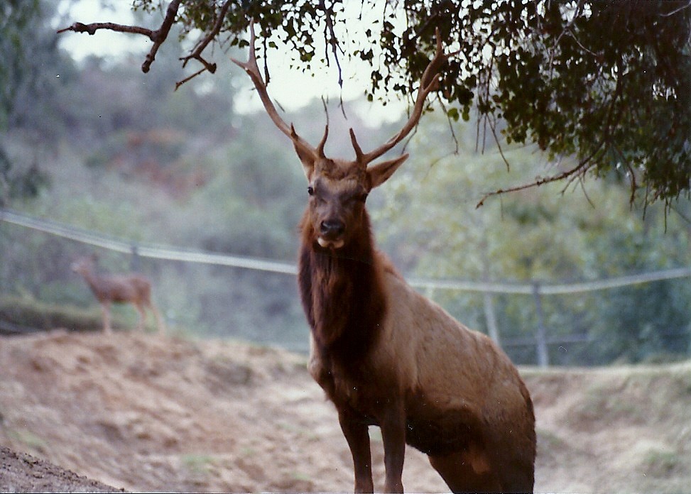 Tule Elk - Circa 1980