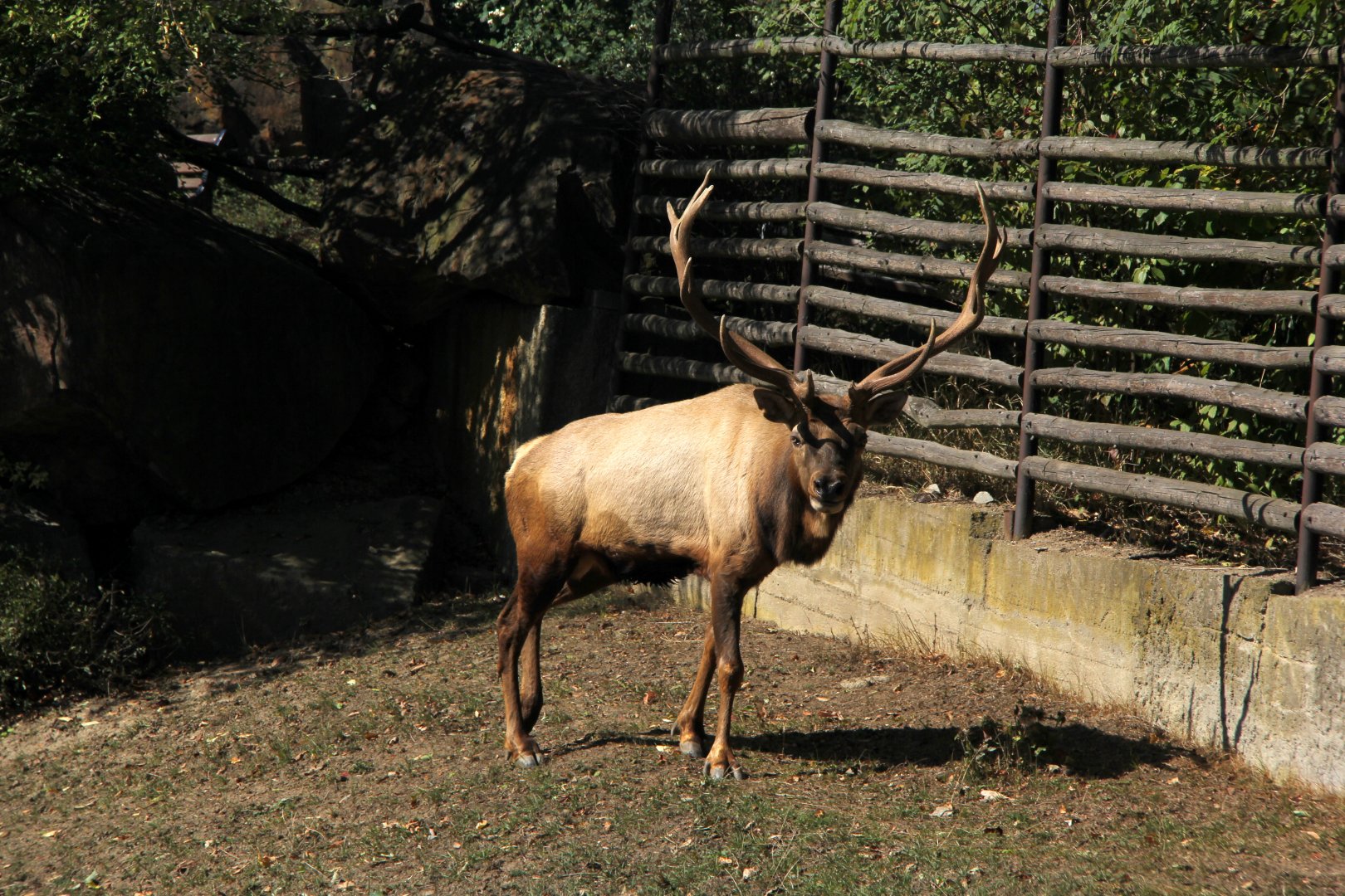 Tule elk or Dwarf wapiti (Cervus canadensis nannodes)