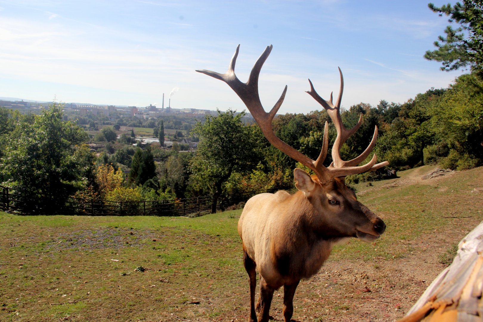 Tule elk or Dwarf wapiti (Cervus canadensis nannodes)