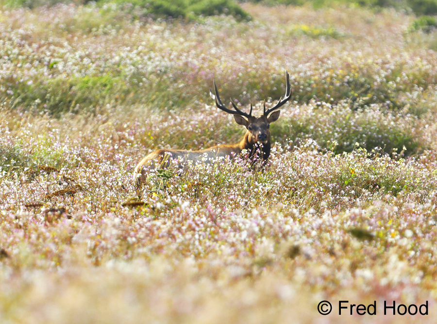 Tule Elk (wild)