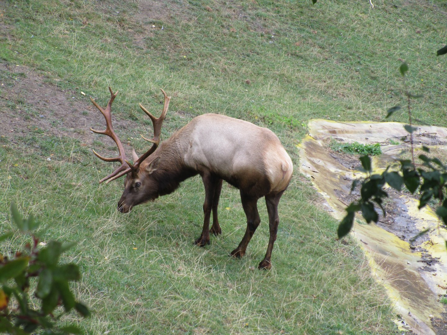 Tule Elk