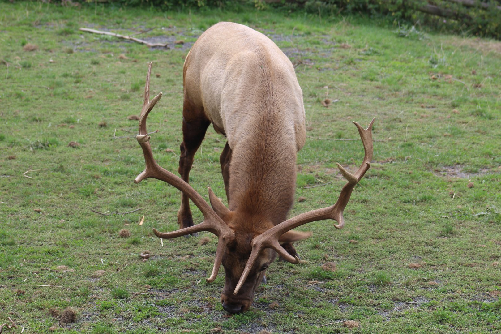 Tule Elk