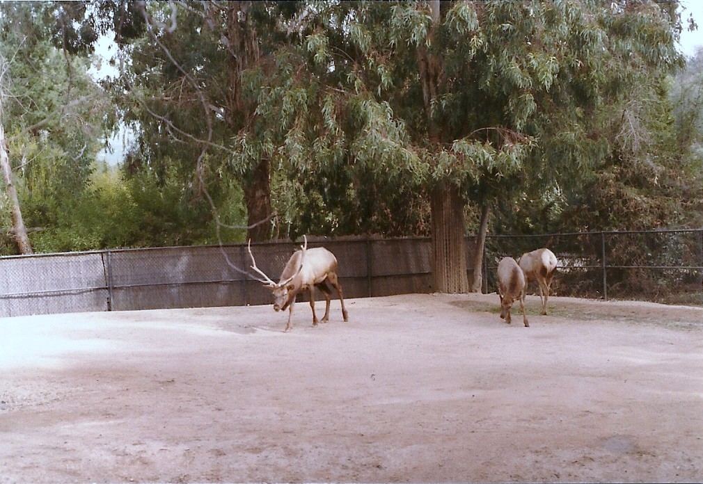 Tule Elks - 1982