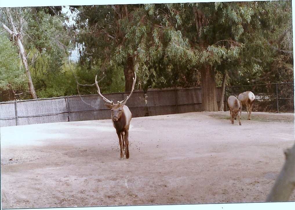 Tule Elks - 1982