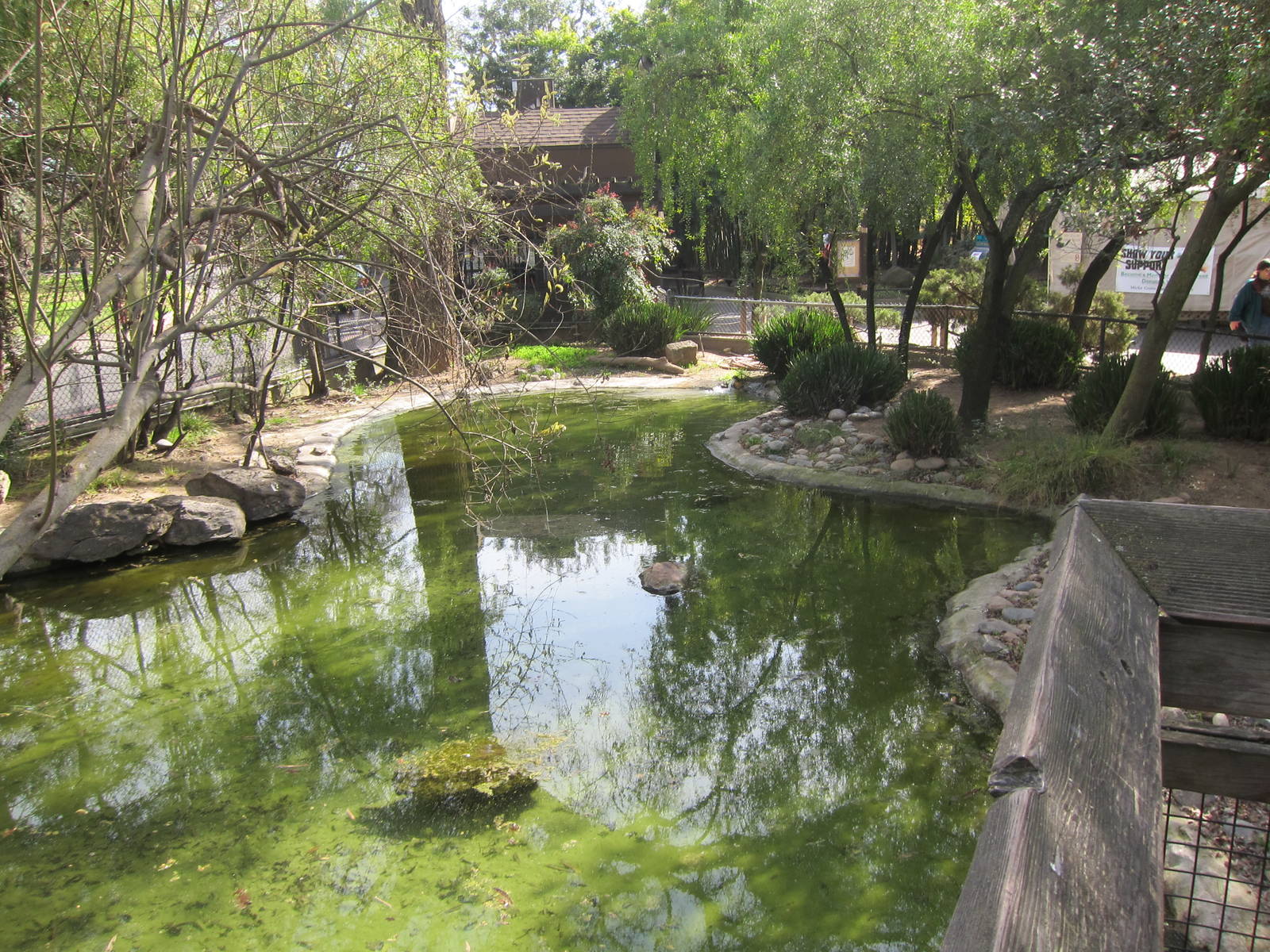 Tule Islands - Native Waterfowl Exhibit