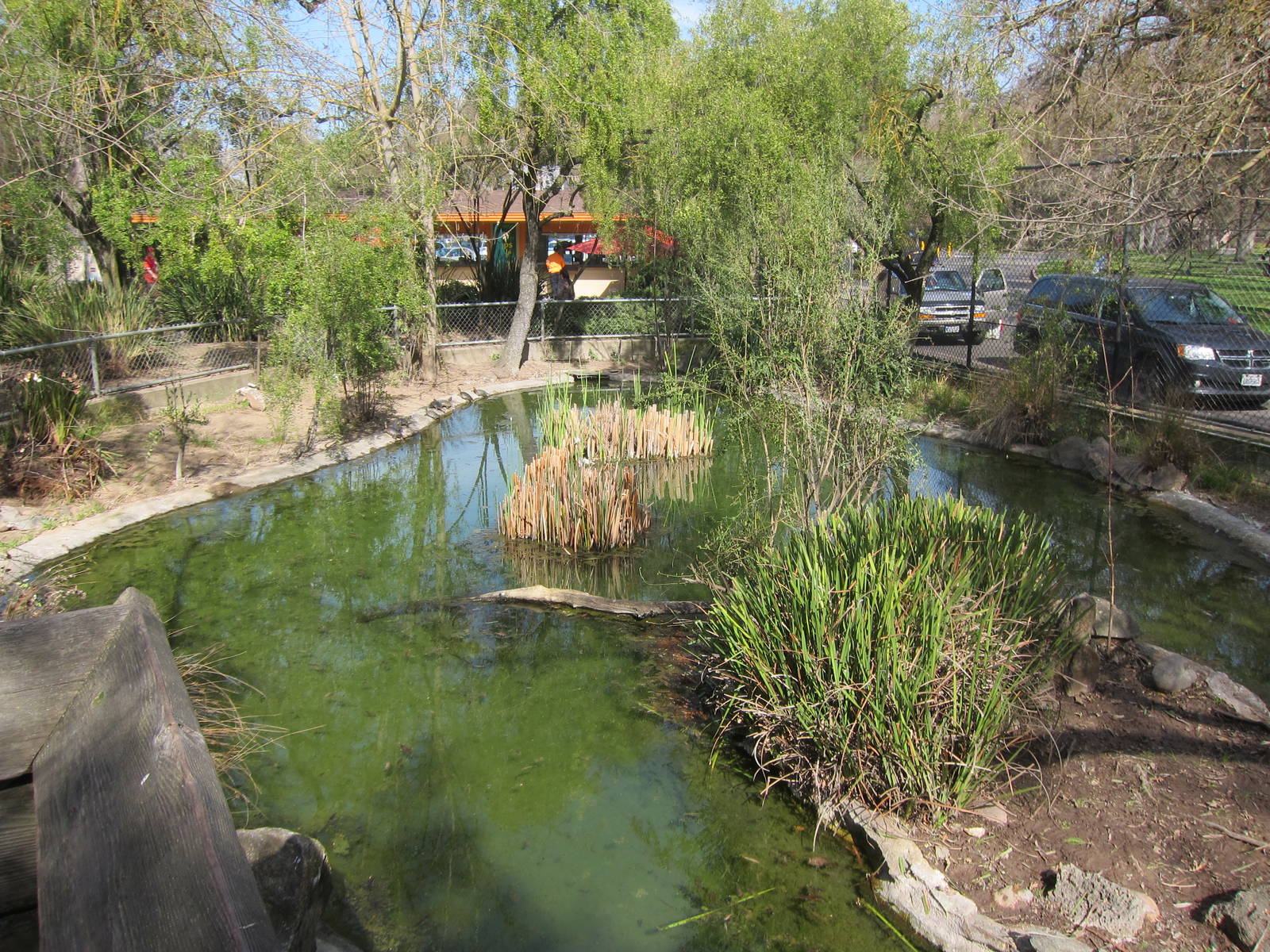 Tule Islands - Native Waterfowl Exhibit