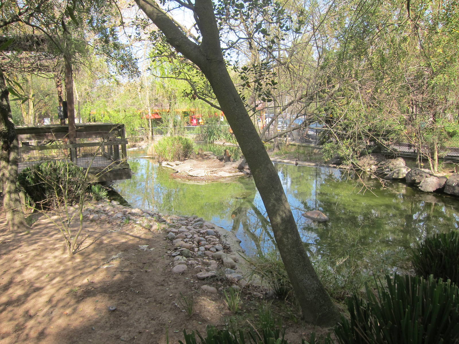 Tule Islands - Native Waterfowl Exhibit