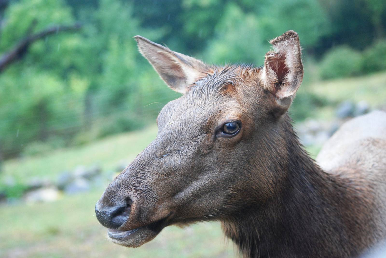 Tule Wapiti at Pilsen, 31/08/12