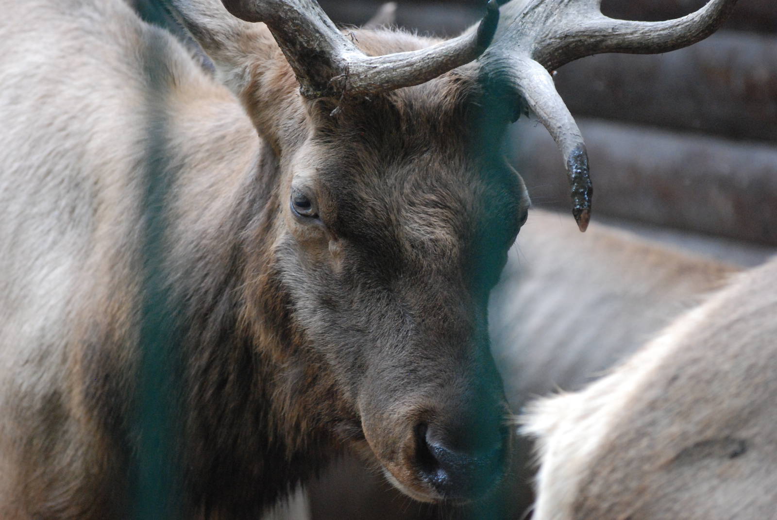Tule Wapiti at Tierpark Berlin, 01/09/11