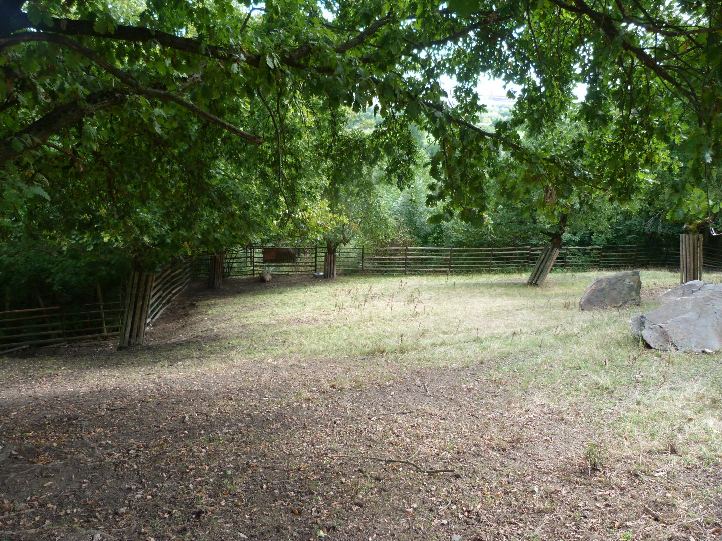Tule wapiti exhibit -Zoo Plzeň (2025)