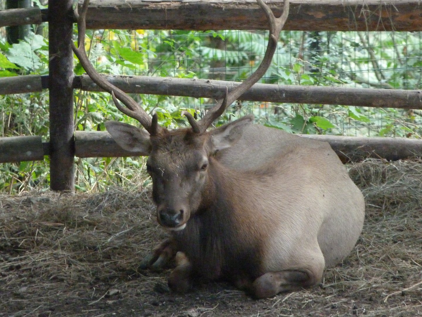 Tule wapiti -Zoo Plzeň (2025)