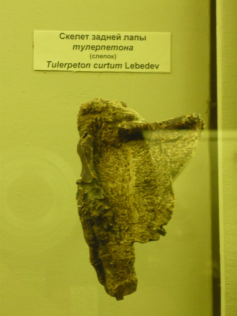 Tulerpeton curtum hindlimb (cast)