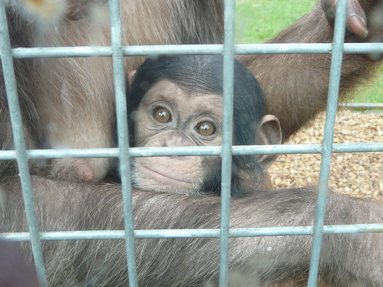 Tuli: Baby Chimpanzee at Twycross Zoo