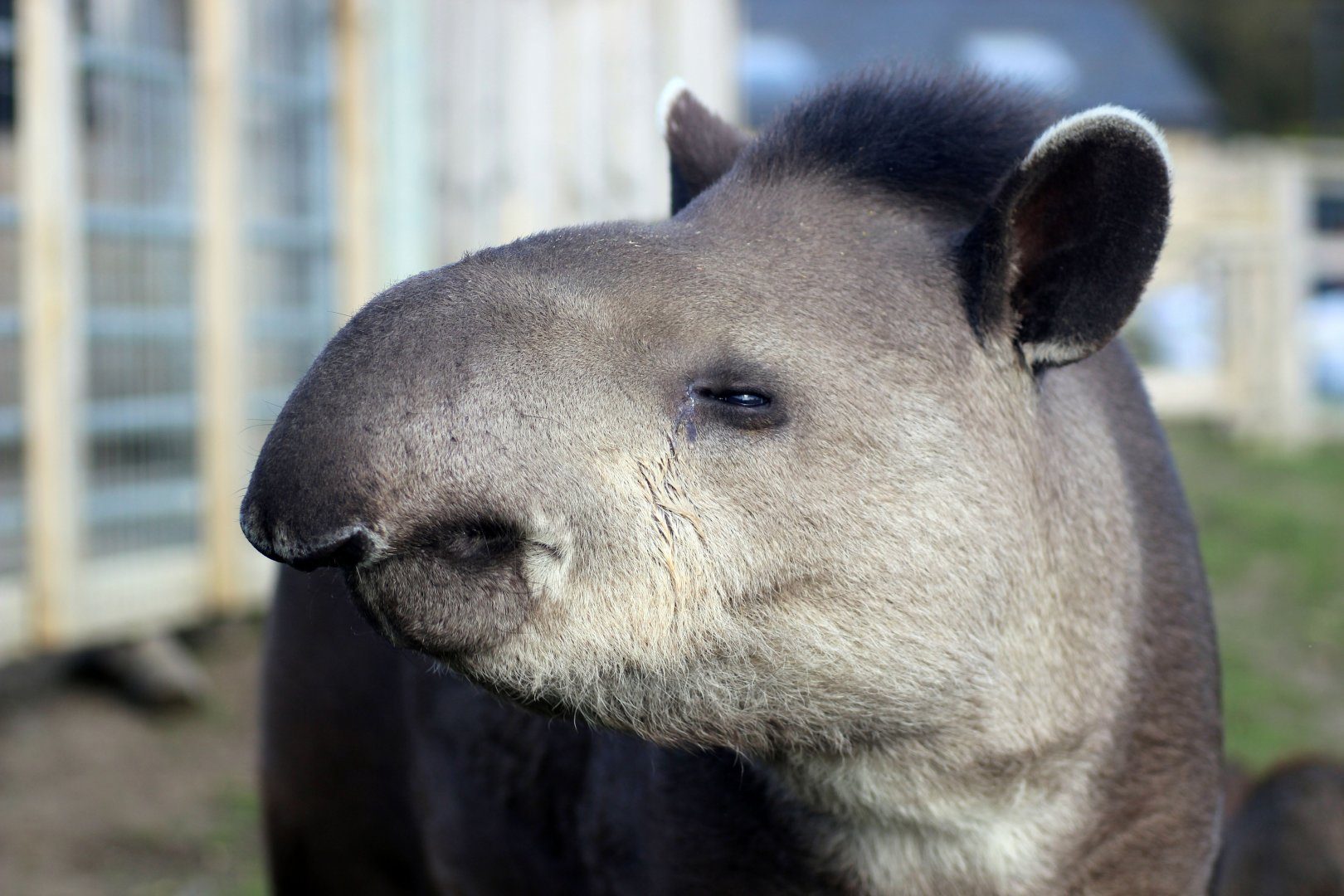 Tulio the Tapir