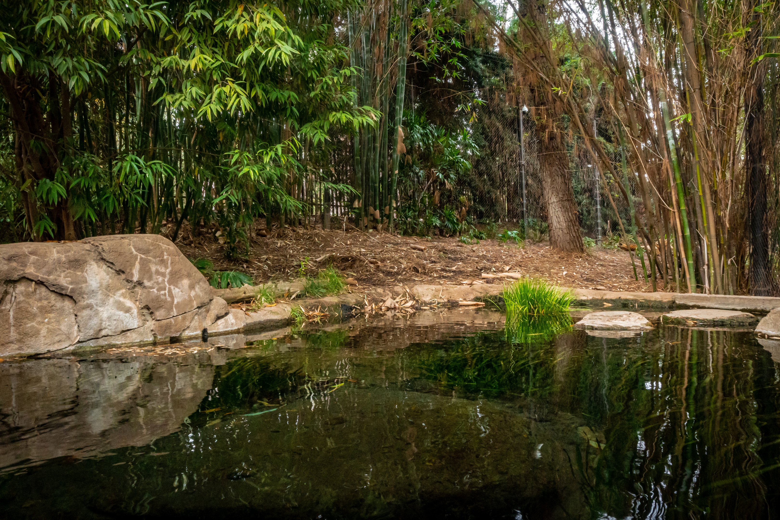 Tull Family Tiger Trail