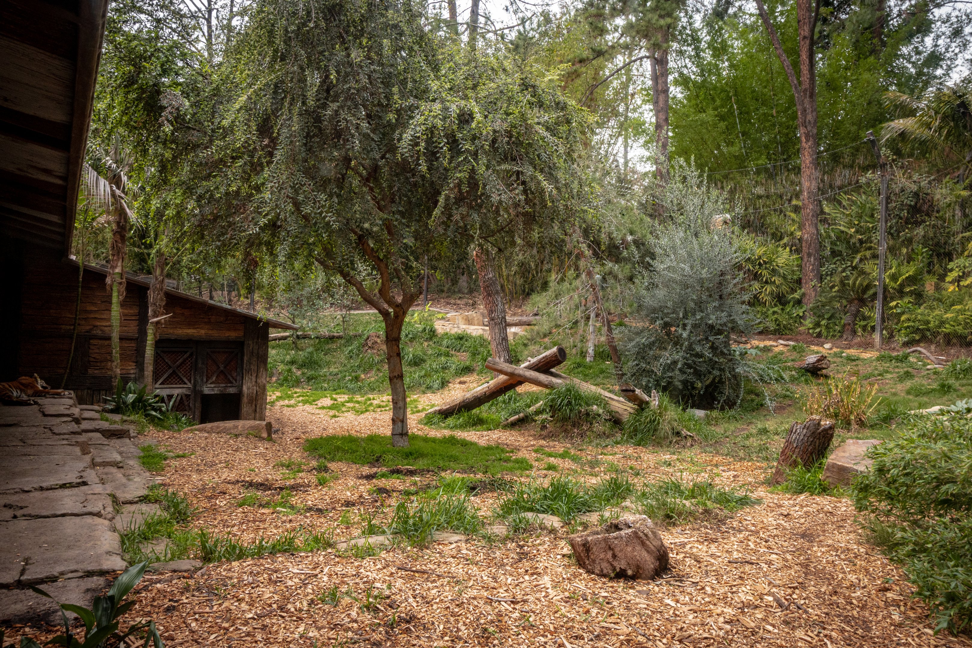 Tull Family Tiger Trail