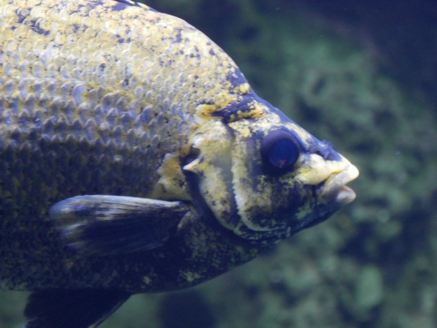 Tully River Grunter - Hephaestus tulliensis