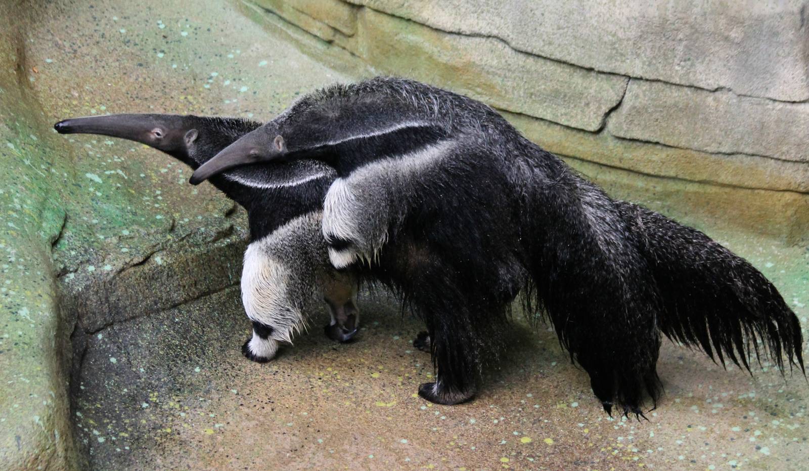 Tulum and her almost 7-month-old daughter - 12/14/15