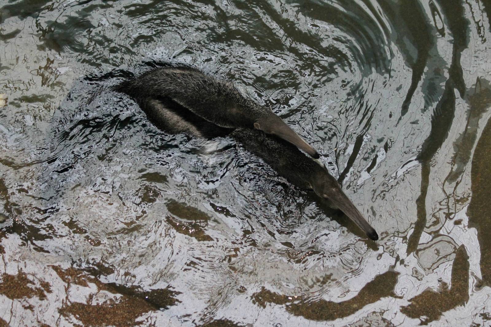Tulum and her daughter going for a swim - 12/14/15