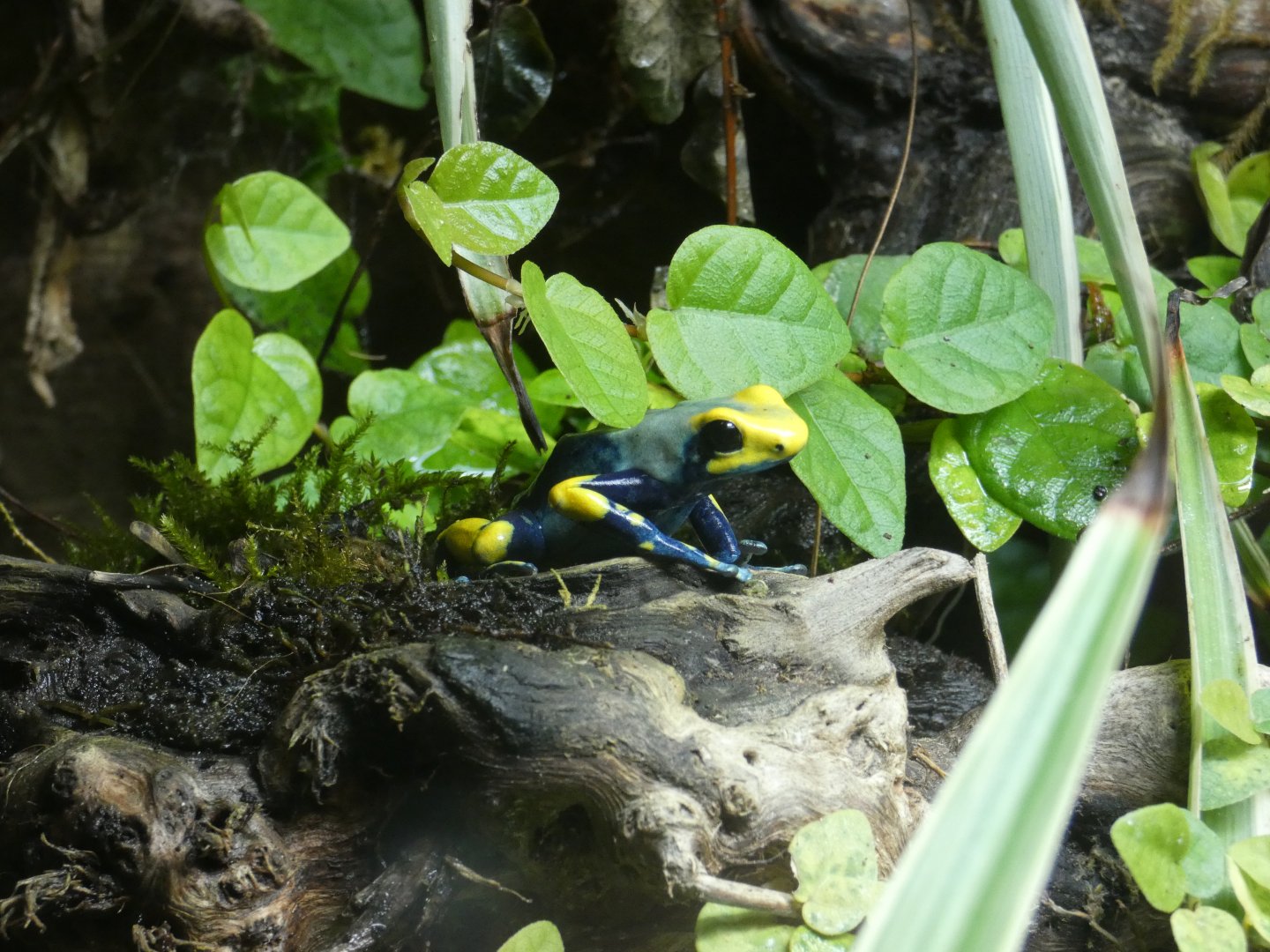 Tumac dart frog