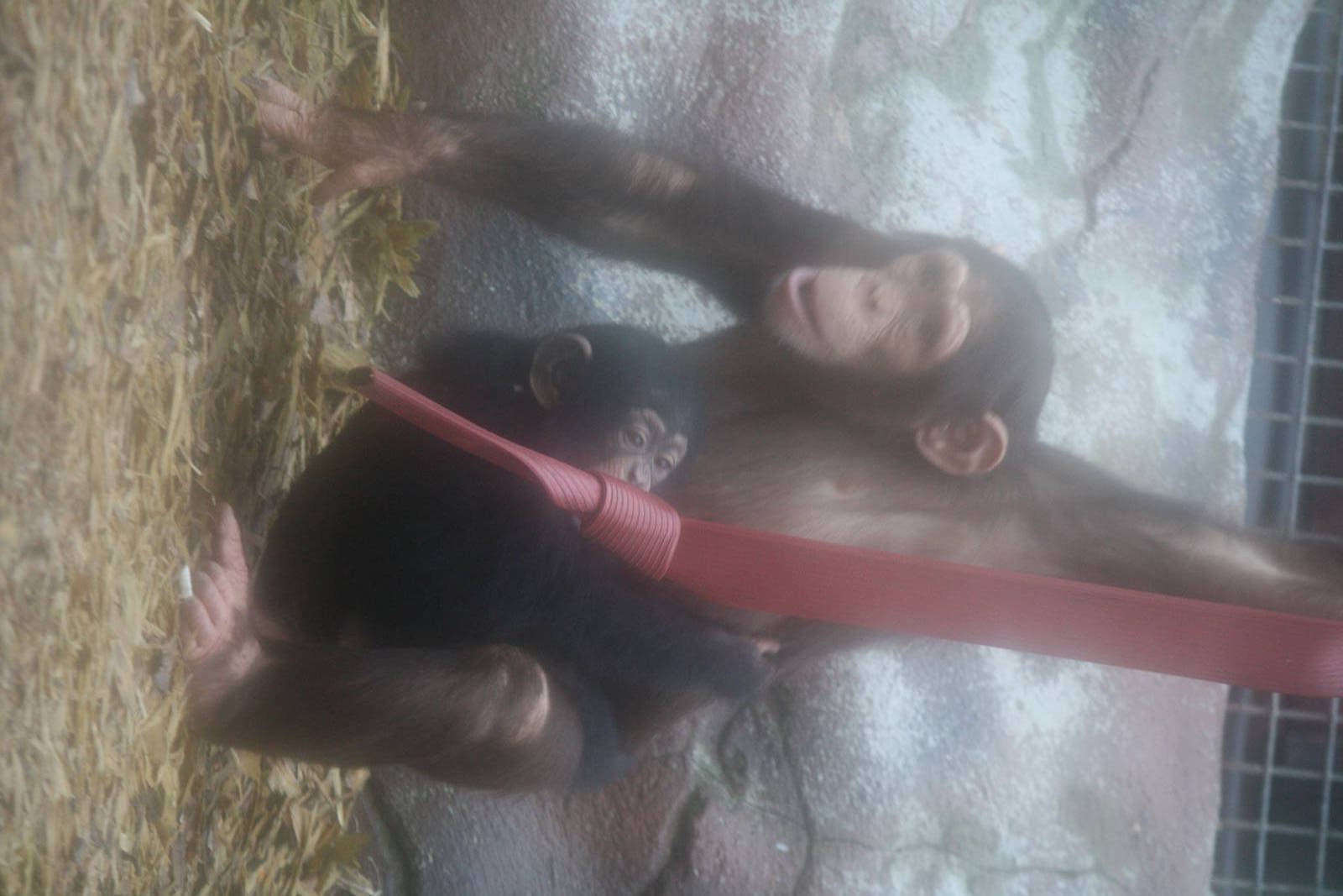 Tumba and Talia 24 Jan 2010